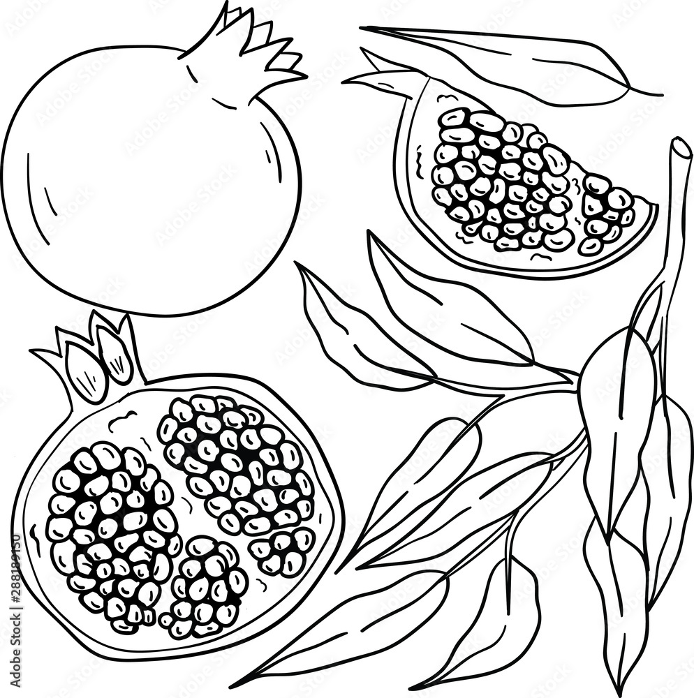 Contour vector illustration with pomegranate and branch with leaf on white background. Coloring book idea. Doodle style. Postcard and logo elements. Isolated fruits. Contour vector illustration with pomegranate and branch with leaf on white background. Coloring book idea. Doodle style. Postcard and logo elements. Isolated fruits.