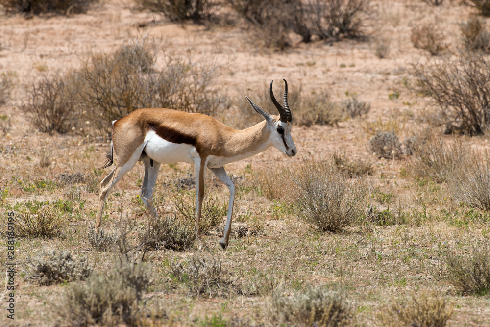 Springbok, Antidorcas marsupialis, Afrique du Sud Springbok, Antidorcas marsupialis, Afrique du Sud