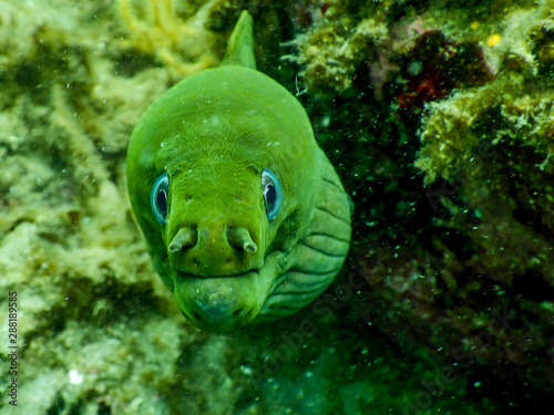 Grumpy Moray Eel