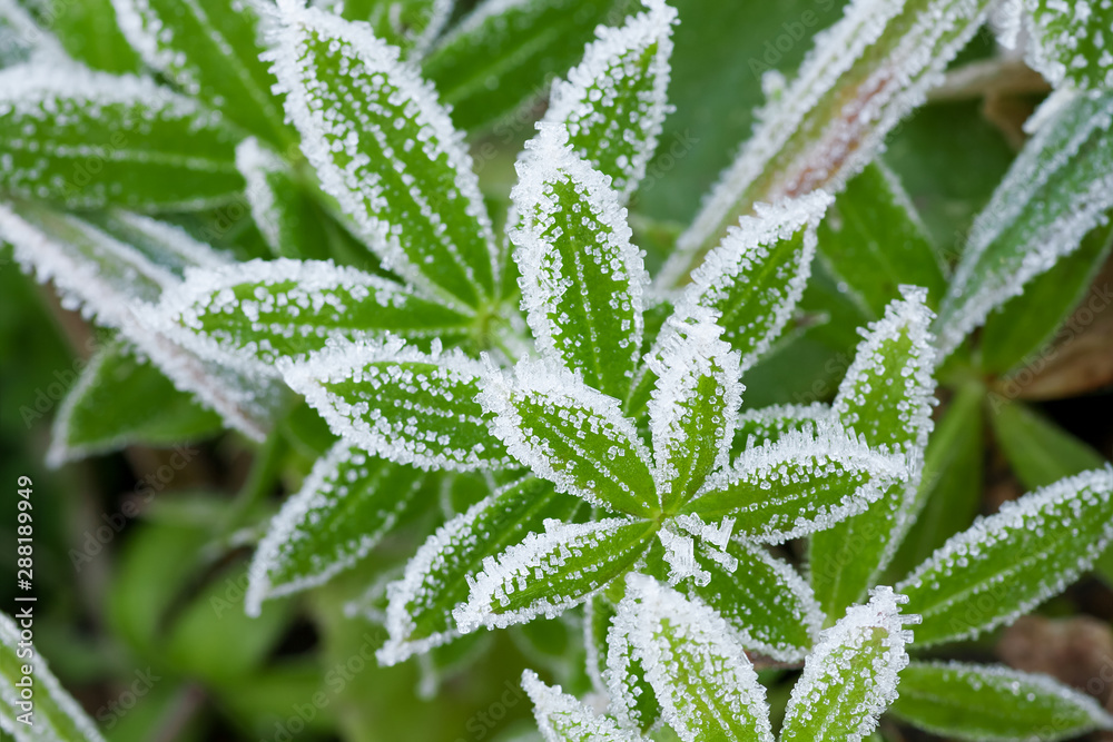 green grass on meadow is covered with snow green grass on meadow is covered with snow