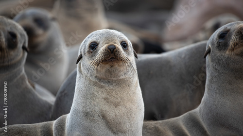 Cape fur seals on Namibian skeleton coast.
