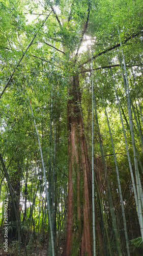 dense bamboo garden in sochi, russia
