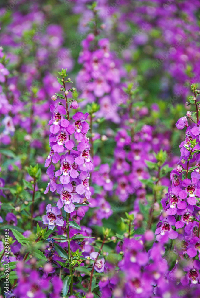 Angelonia flower, Angelonia goyazensis benth in the flower garden Angelonia flower, Angelonia goyazensis benth in the flower garden