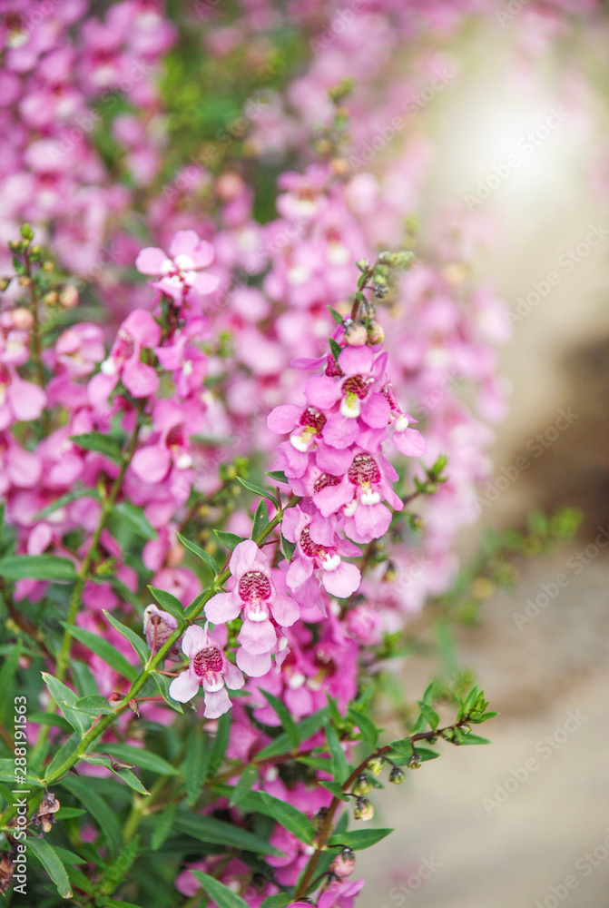 Fototapeta premium Angelonia flower, Angelonia goyazensis benth in the flower garden