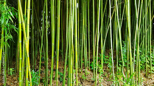 dense bamboo garden in sochi  russia