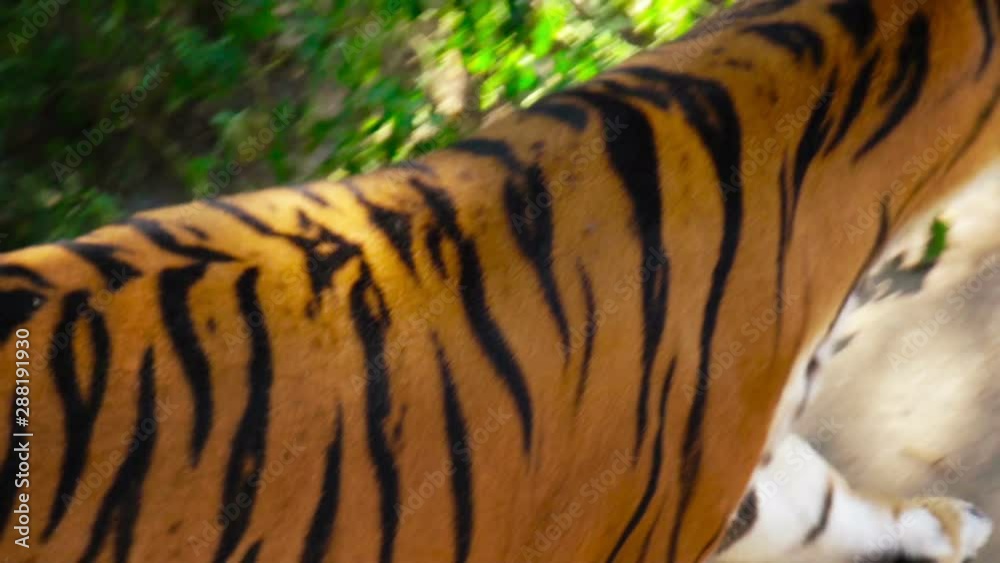 tiger skin, close up tiger skin, close up