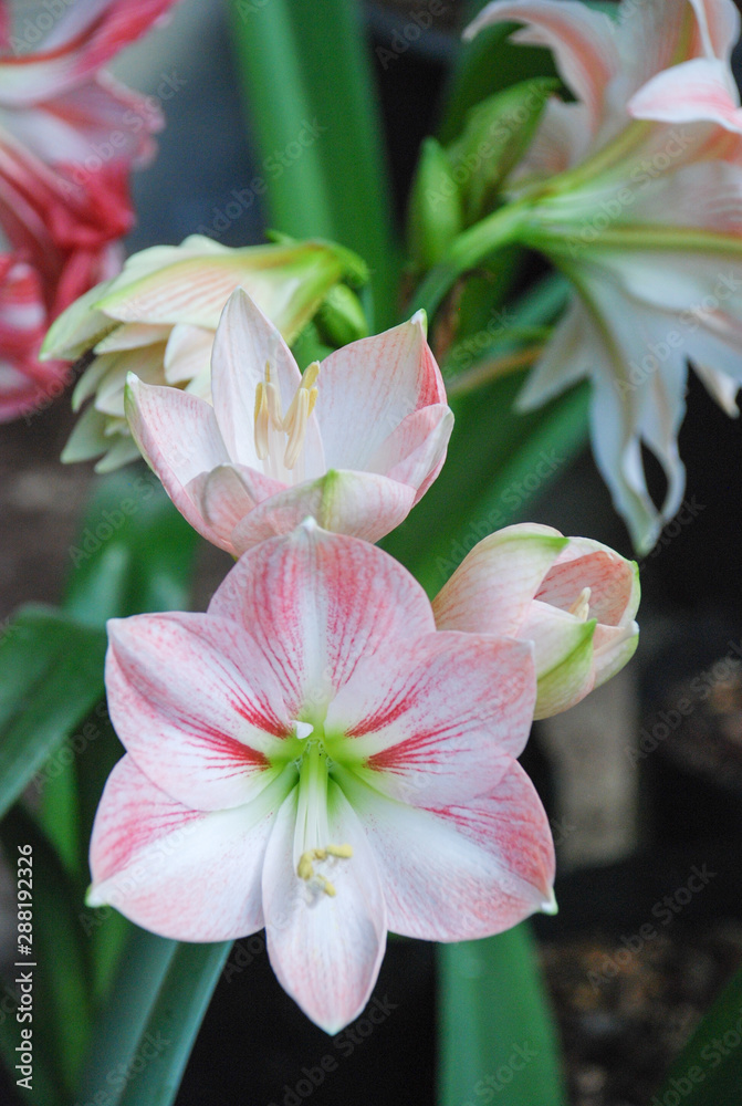 Amarylis flower, full bloom in a tropical botanical garden. Hippeastrum Amaryllis Amarylis flower, full bloom in a tropical botanical garden. Hippeastrum Amaryllis
