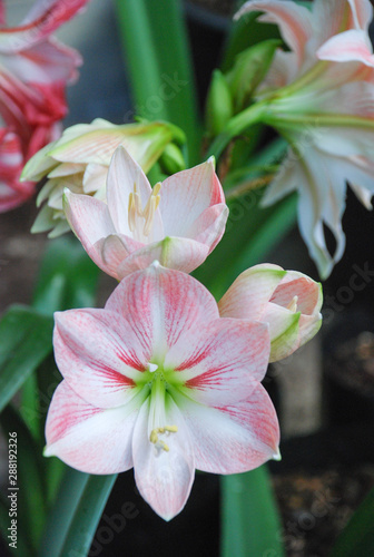Amarylis flower  full bloom in a tropical botanical garden. Hippeastrum Amaryllis