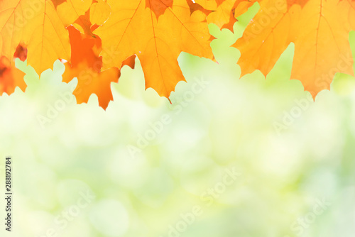 Autumn red and yellow maple leaves on blur green background