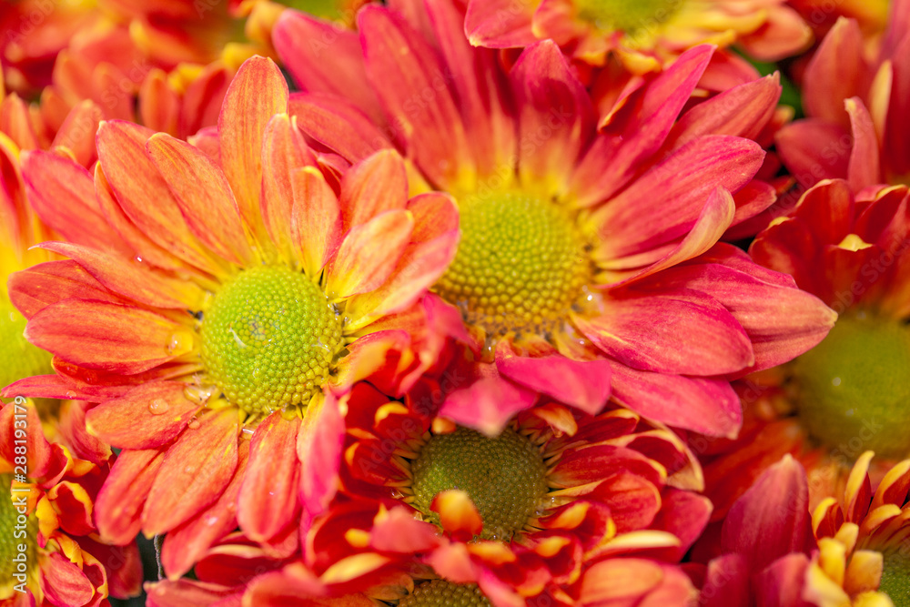 Color Chrysanthemum Flower Isolated on Background. Color Chrysanthemum Flower Isolated on Background.