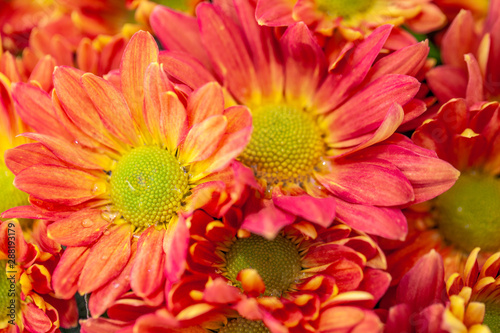 Color Chrysanthemum Flower Isolated on Background.