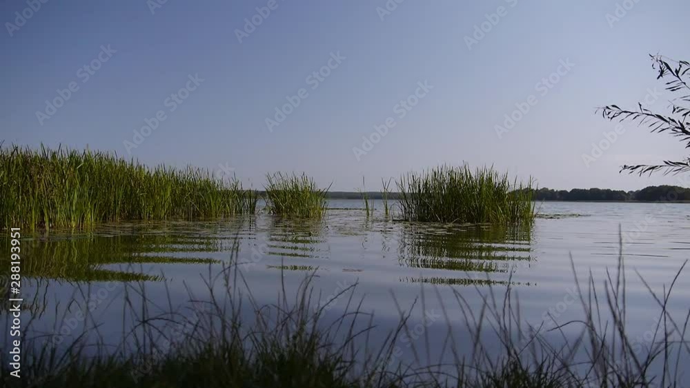 Kamerafahrt entlang eines wunderschönen Seeufers mit Wasser und Wasserpflanzen (Schilf) im Hintergrund Kamerafahrt entlang eines wunderschönen Seeufers mit Wasser und Wasserpflanzen (Schilf) im Hintergrund