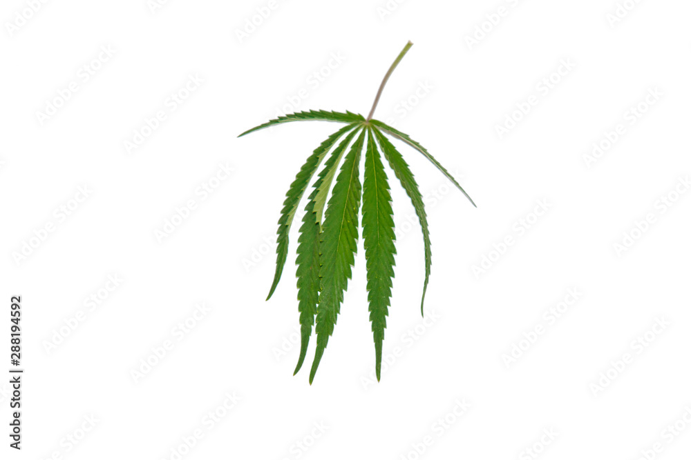 green hemp leaves isolated on white background top view. cannabis bush green hemp leaves isolated on white background top view. cannabis bush