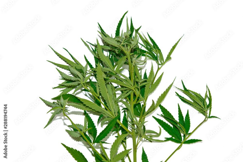 green hemp leaves isolated on white background top view. cannabis bush green hemp leaves isolated on white background top view. cannabis bush