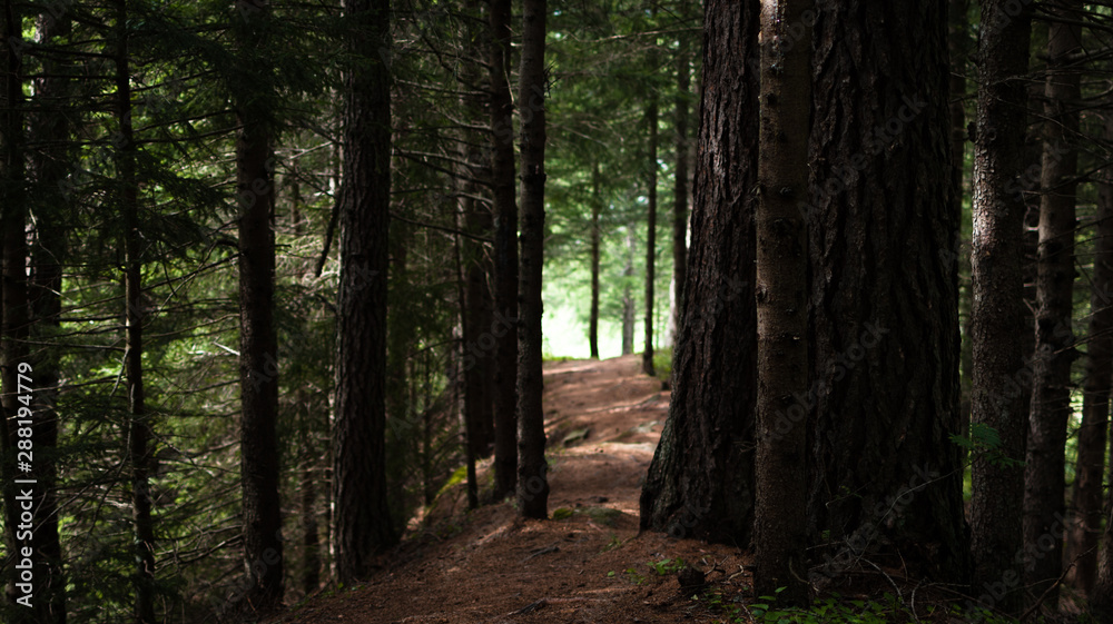 Obraz premium path in a peaceful forest