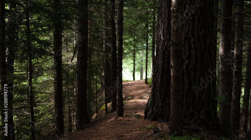 path in a peaceful forest