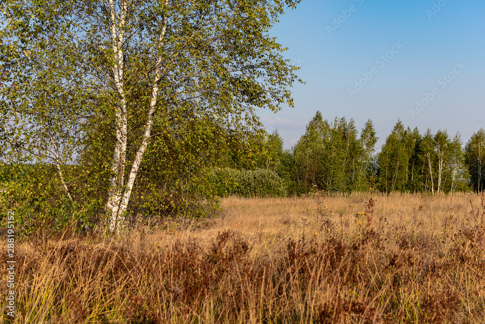 Dry yellowed grass on a background of green birches Dry yellowed grass on a background of green birches