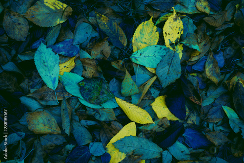 Abstract atumn leaves photo