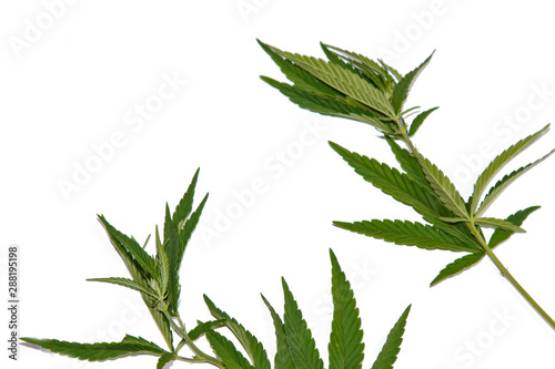 green hemp leaves isolated on white background top view. cannabis bush