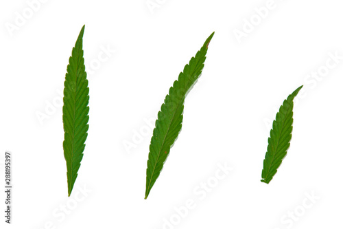 green hemp leaves isolated on white background top view. cannabis bush © Yuliia