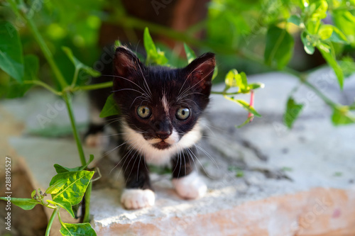 Black and white kitten with surprised face is looking straight into the camera. Charming little kitten outdoors.