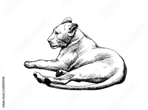 Lioness vector isolated graphic sketch hatched
