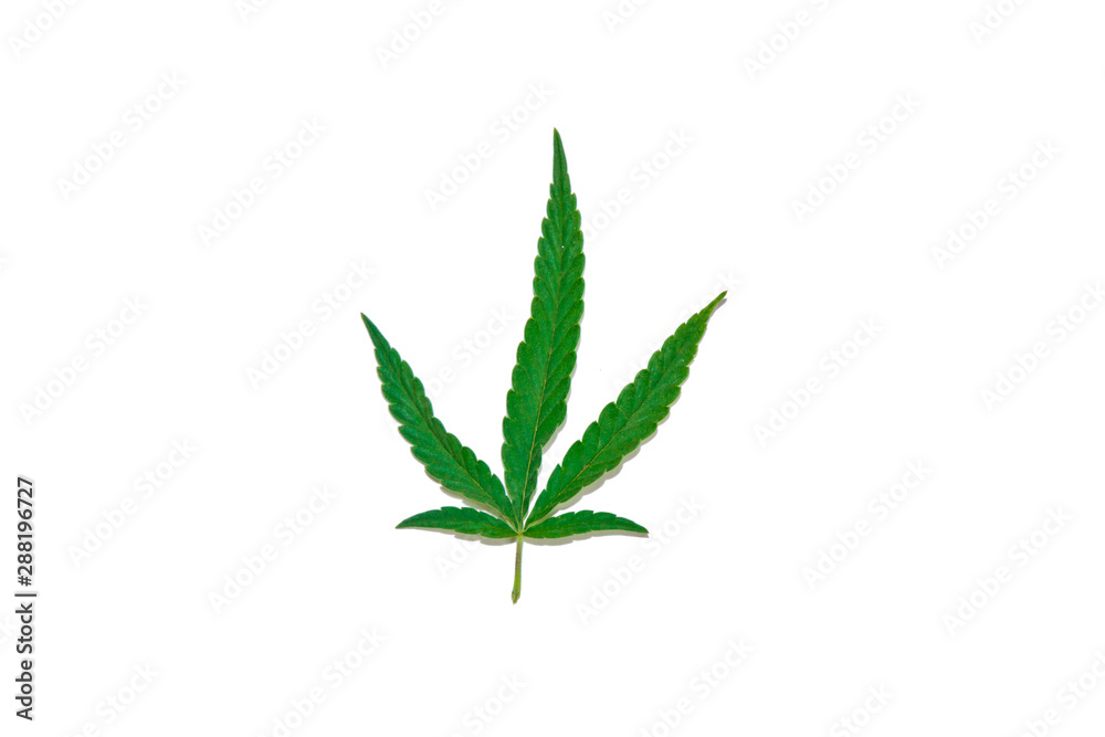 Obraz premium green hemp leaves isolated on white background top view. cannabis bush