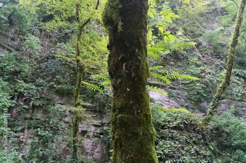 moss on a tree in the forest