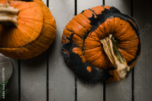 rotten pumpkin photo