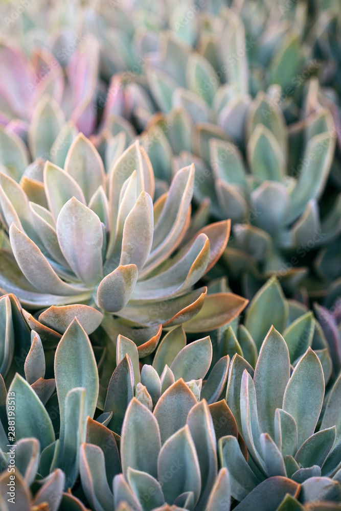 Graptoveria Succulents In An Autumn Garden Graptoveria Succulents In An Autumn Garden