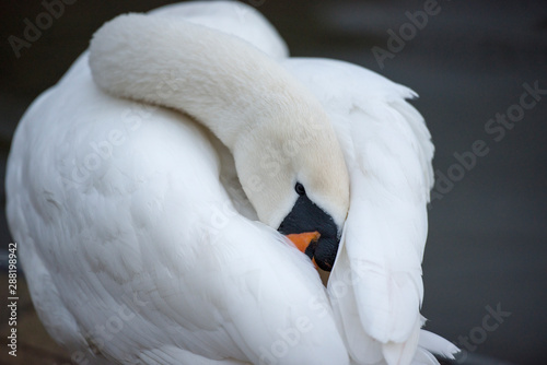 Swan