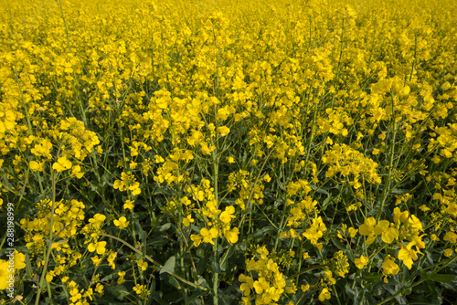 Rape fields