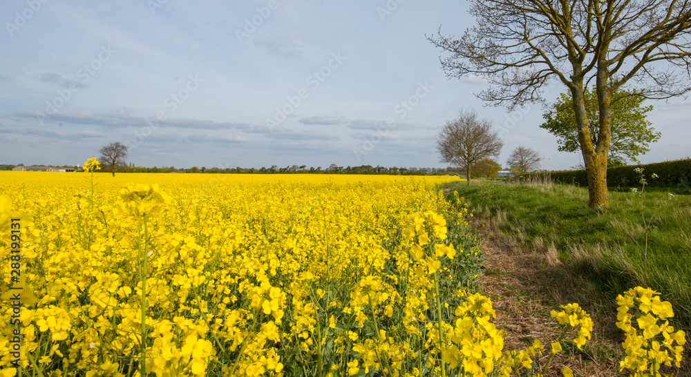 Rape fields