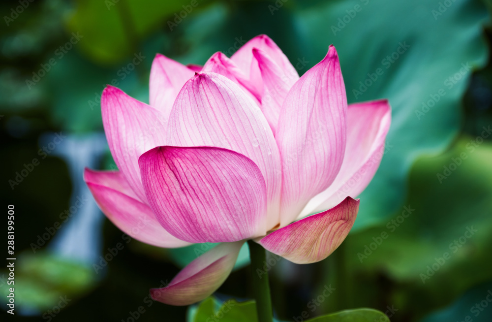 Blooming Lotus Flower On Isolate Green Background Blooming Lotus Flower On Isolate Green Background