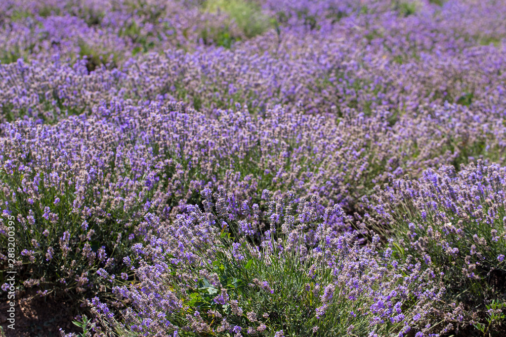 Flowering lavender. Field of blue flowers. Lavandula - flowering plants in the mint family, Lamiaceae.	