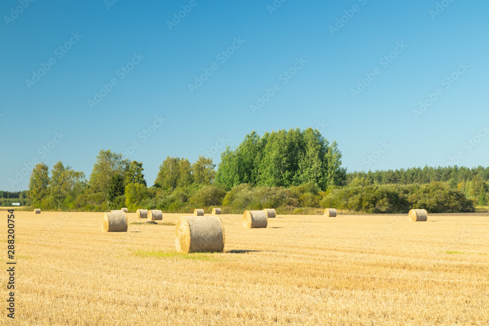 Fototapeta premium Rolls of hay bales in a field at farm.