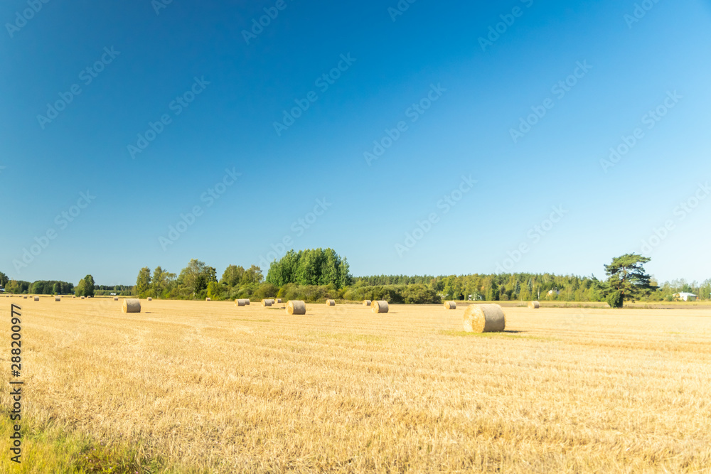 Fototapeta premium Rolls of hay bales in a field at farm.