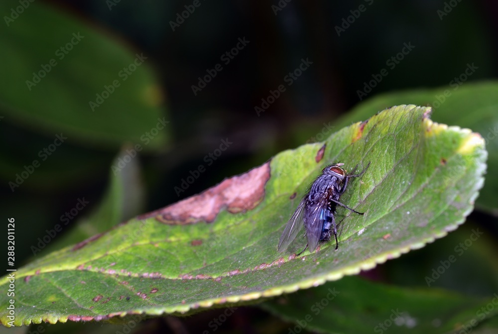 Blue Bottle fly resting on a leaf Blue Bottle fly resting on a leaf