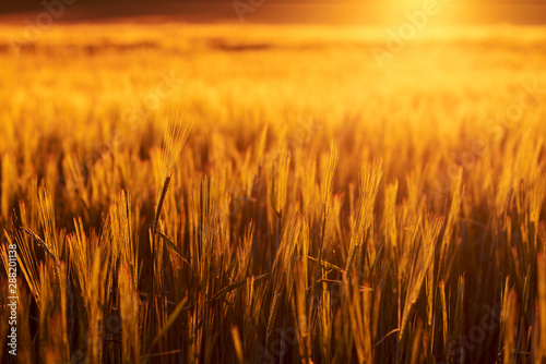 Field Of Barley At Sunset