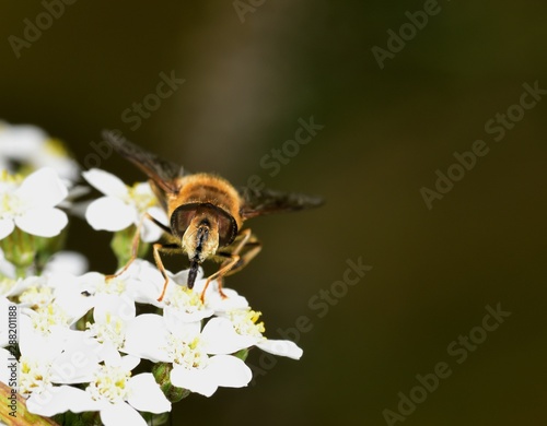 Hoverfly nectar feeding on a white flower