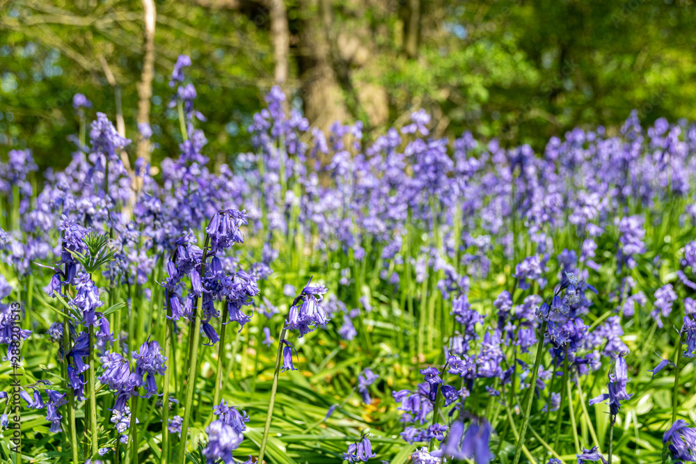 Carpet of bluebell flowers in early spring Carpet of bluebell flowers in early spring