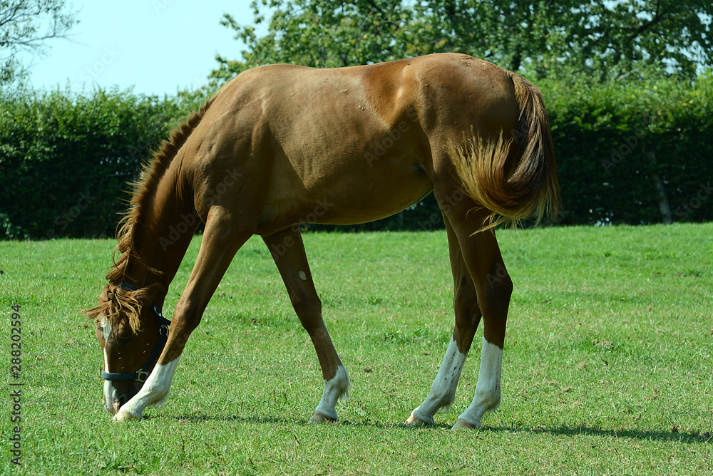 Obraz premium Pferde auf der Koppel