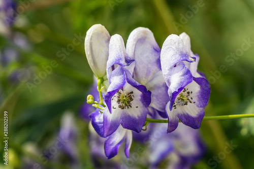 Wet purple and white aconite flowers or Aconitum napellus are on a green blurred background photo