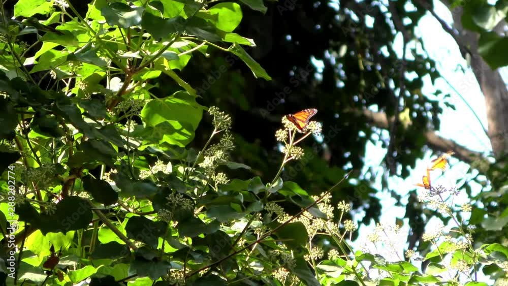 Monarch butterfly as seen from the monarch butterfly trail in the Natural Bridges State Beach Sanctuary in Santa Cruz, California, USA Monarch butterfly as seen from the monarch butterfly trail in the Natural Bridges State Beach Sanctuary in Santa Cruz, California, USA