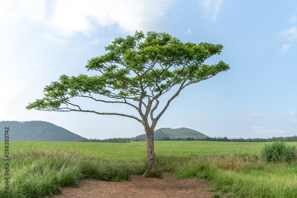 Obraz premium Alone tree on the green field