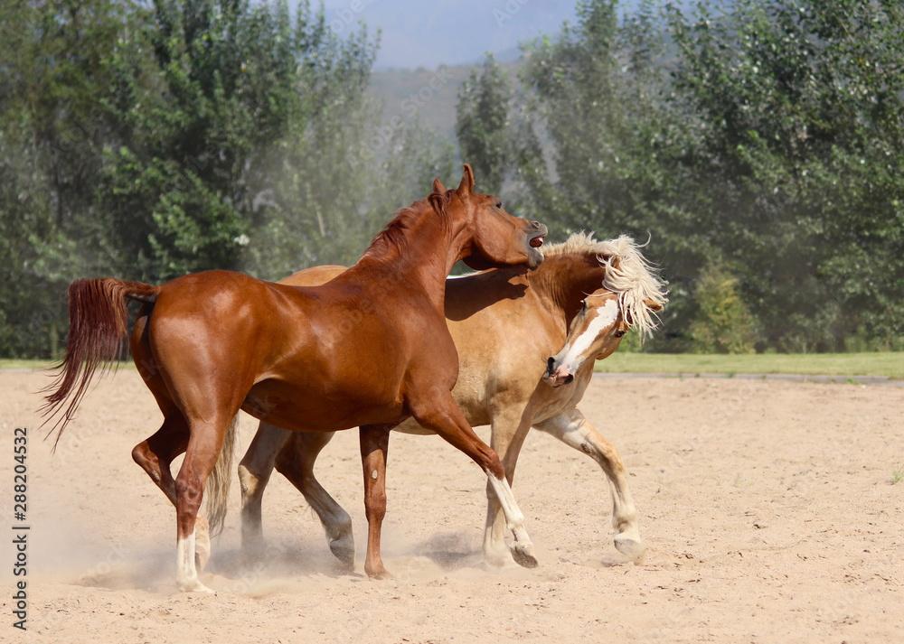 horses play together, horses have a lot of emotions horses play together, horses have a lot of emotions