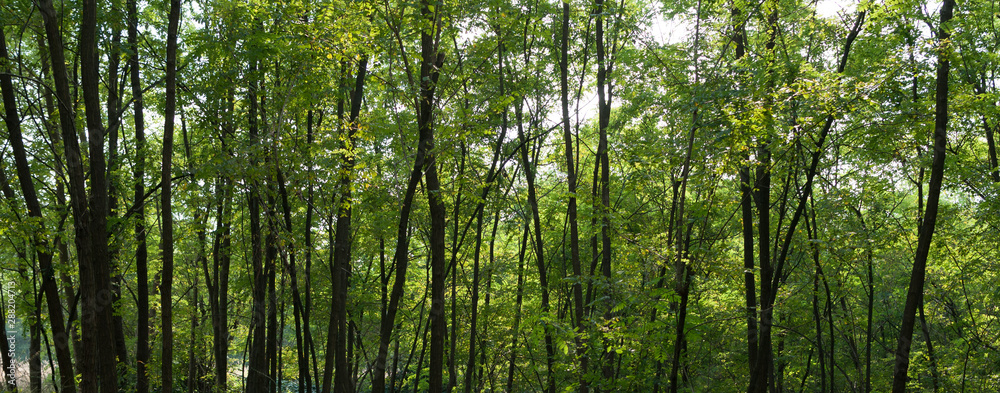 alberi in un bosco alberi in un bosco