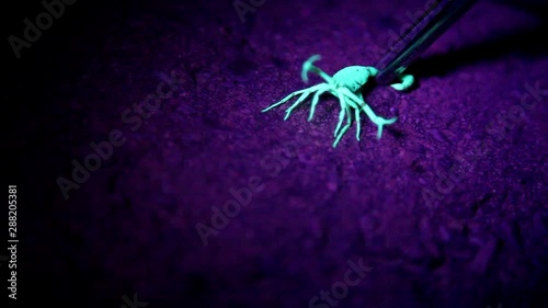 Scorpion under a black light being held by the tail with a long clamping instrument.  It moves a lot at the very beginning but mostly sits still with pinchers up and ready for attack. photo