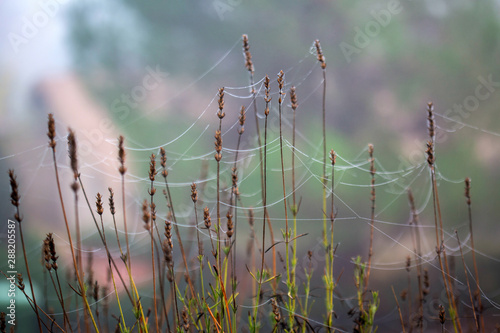 Lavender laced with dewy spider webs
