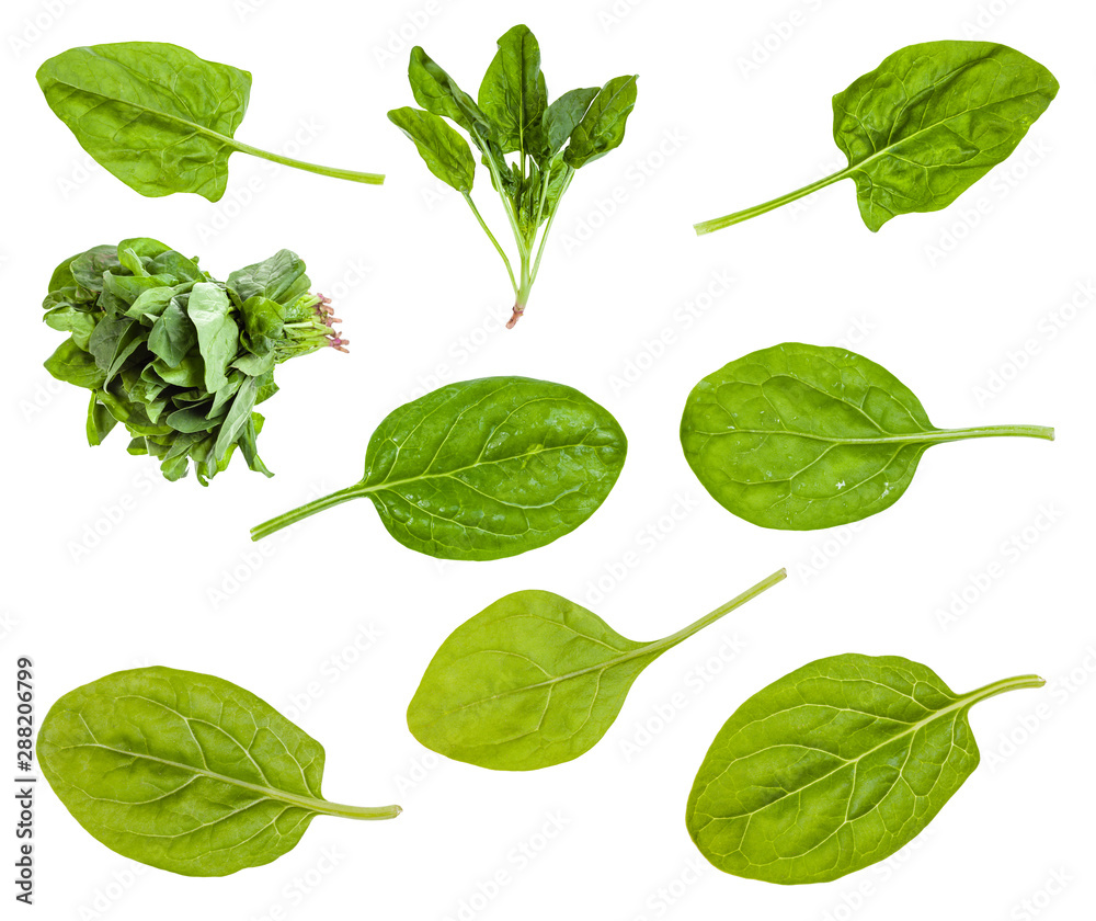 various leaves and bunches of spinach plant various leaves and bunches of spinach plant